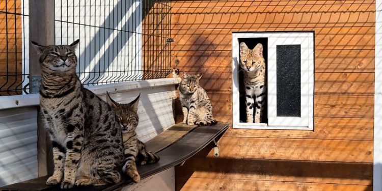 Police arrest couple for breeding and selling exotic cats in Spain